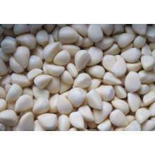 IQF Peeled Frozen Garlic High Quality From China